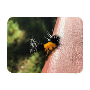 Dancing Caterpelare Magnet