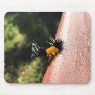 Dancing Caterpelare Musmatta