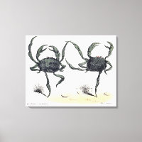 Dancing Crabs på Trasa