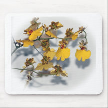 Dancing Dam Gult Oncidium Orchids