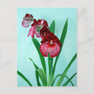 Dancing Dam Orchids Vykort