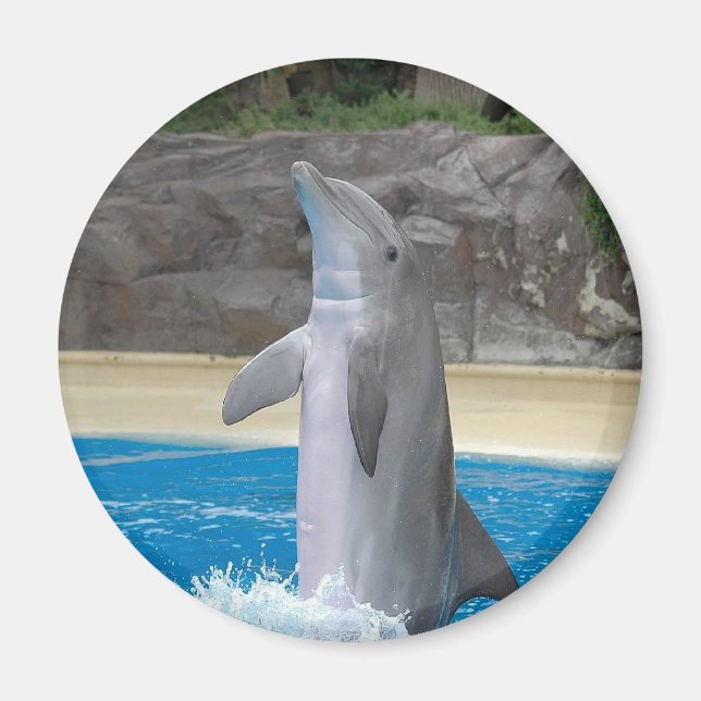 Dancing Dolphin Magnet (Framsidan)