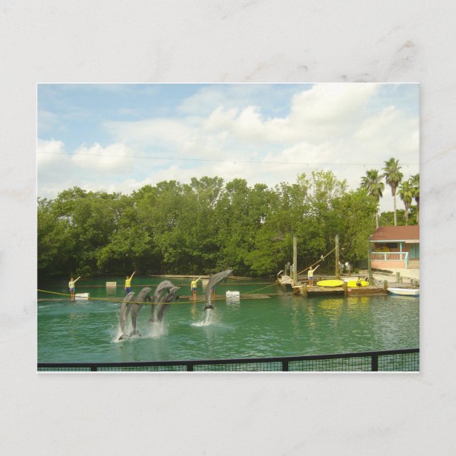 Dancing Dolphins in Miami Vykort (Framsida)