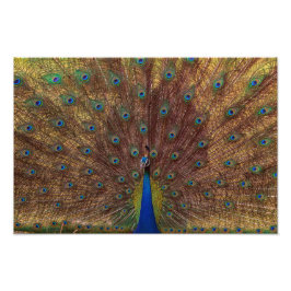 Dancing Peacock (Landscape) Fototryck