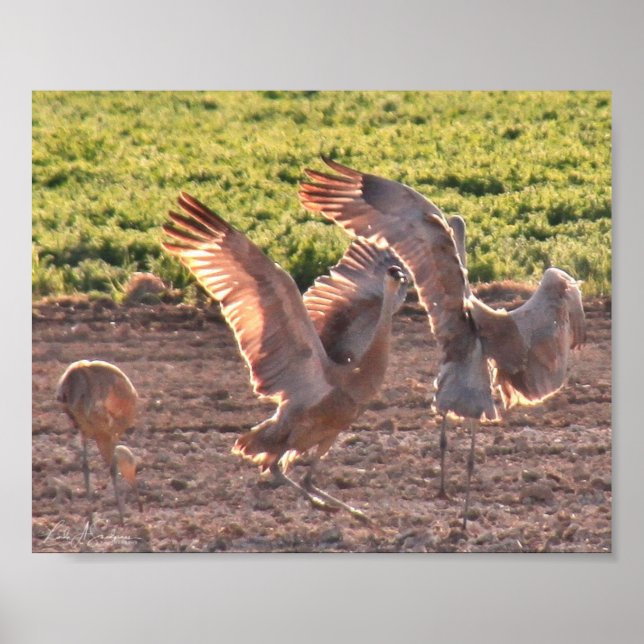 Dancing Sandhills Cranes Poster (Framsidan)