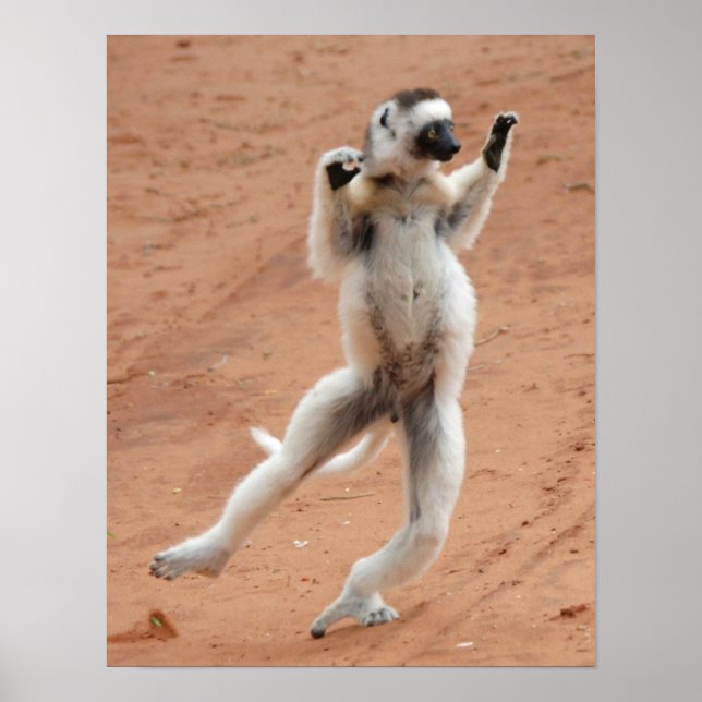 Dancing Sifaka Lemur Poster (Framsidan)