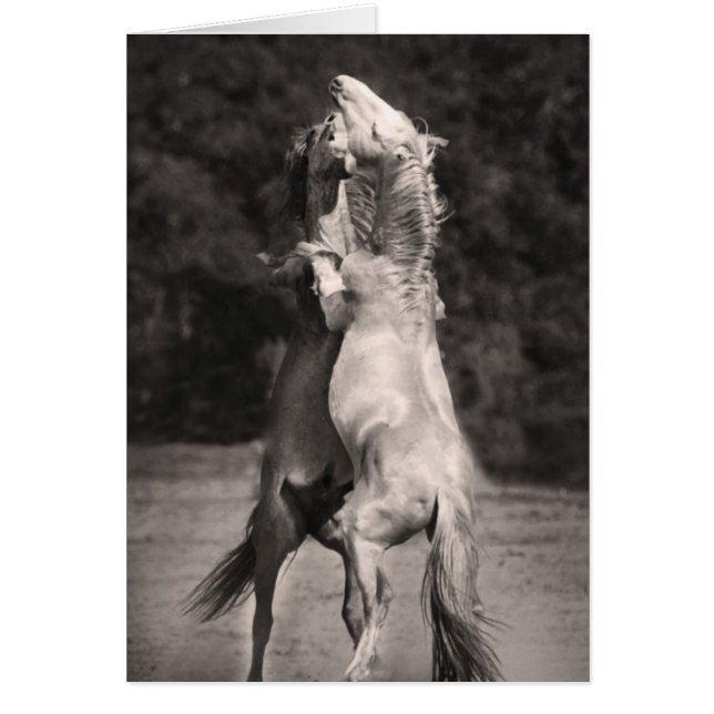 Dancing Stallions Hälsningskort (Framsidan)