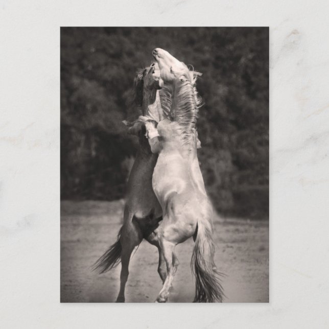 Dancing Stallions Vykort (Framsida)