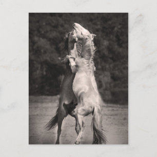 Dancing Stallions Vykort