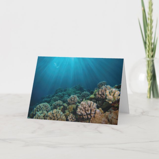 Dancing Sunlight Kort (Framsida)