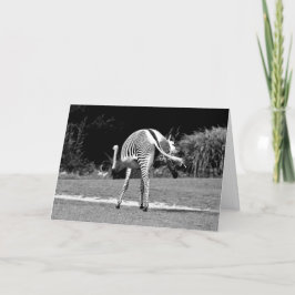 Dancing Zebra Birthday Card Kort