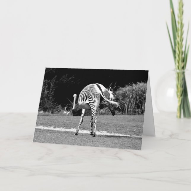 Dancing Zebra Birthday Card Kort (Framsida)