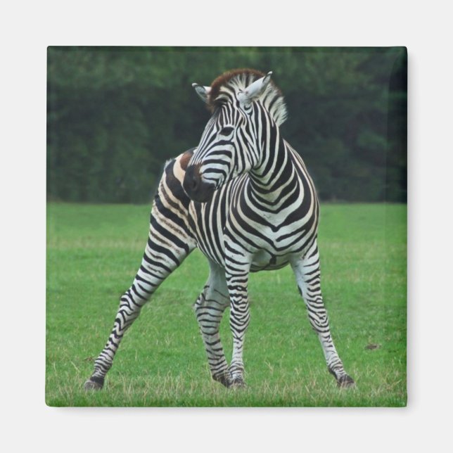 Dancing Zebra magnet (Framsidan)