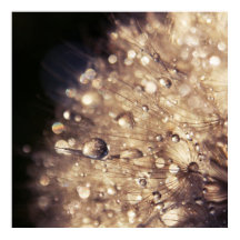 Dandalion Seeds med droppar i Golden Light