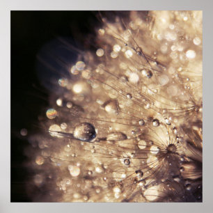 Dandalion Seeds med droppar i Golden Light Poster