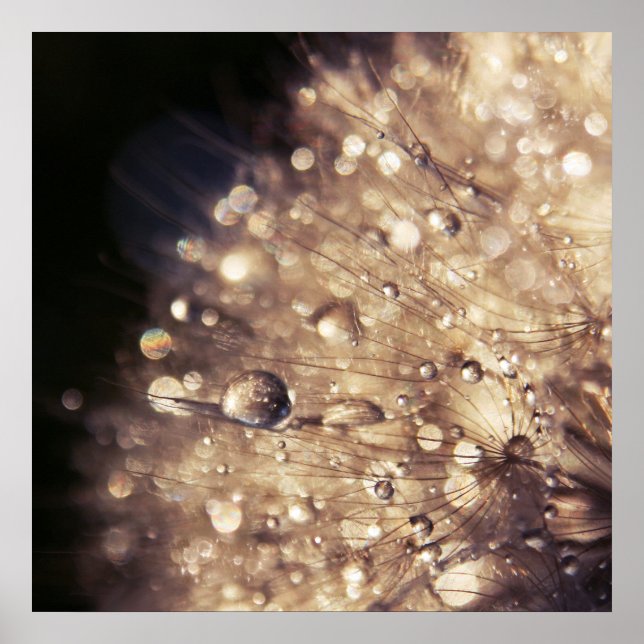 Dandalion Seeds med droppar i Golden Light Poster (Framsidan)