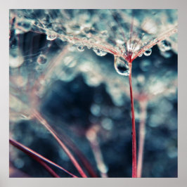 Dandalion Seeds med droppmakro-Abstrakt Poster