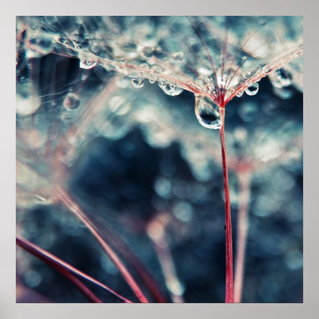 Dandalion Seeds med droppmakro-Abstrakt Poster (Framsidan)