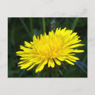 dandelion2 vykort