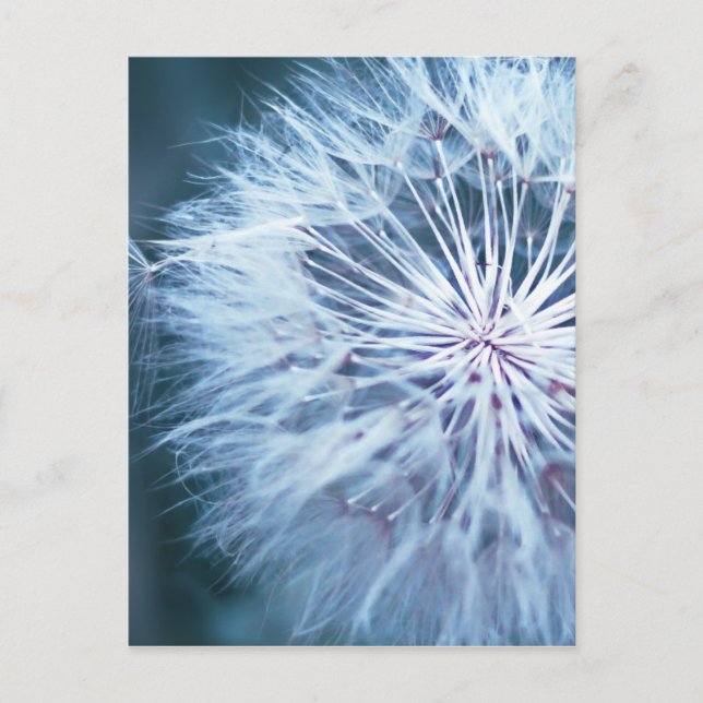 Dandelion 2 vykort (Framsida)