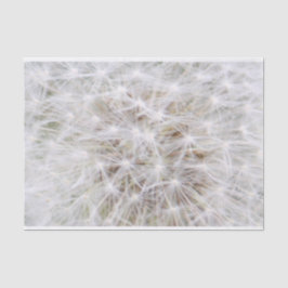 Dandelion 9668