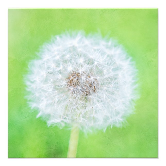 Dandelion - bara vakna upp ur skönheten fototryck (Framsidan)