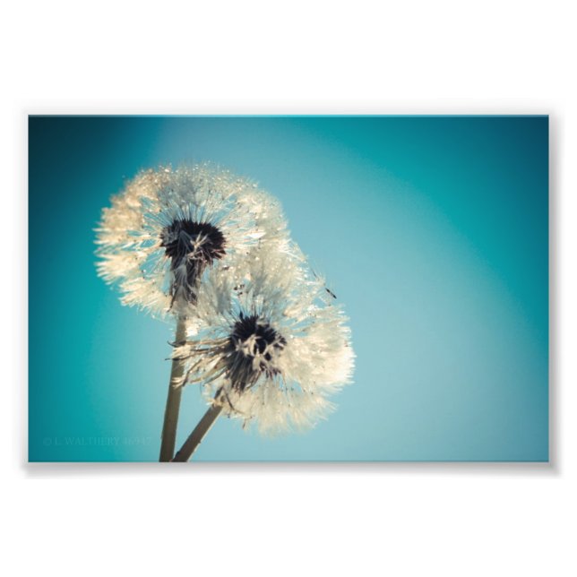 Dandelion Blå himmel Fototryck (Framsidan)