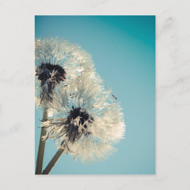 Dandelion Blå himmel Vykort (Framsida)