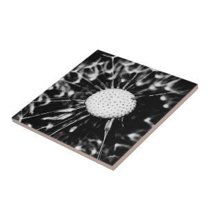 dandelion blacq kakelplatta