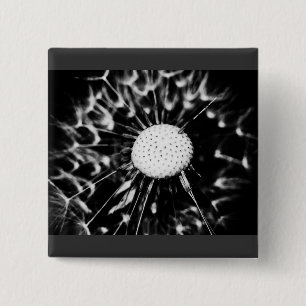 dandelion blacq knapp