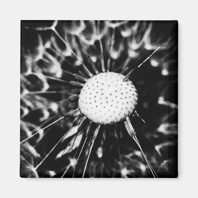 dandelion blacq magnet (Framsidan)