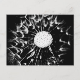 dandelion blacq vykort