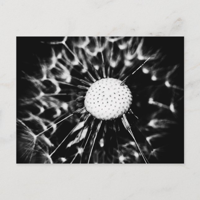 dandelion blacq vykort (Framsida)