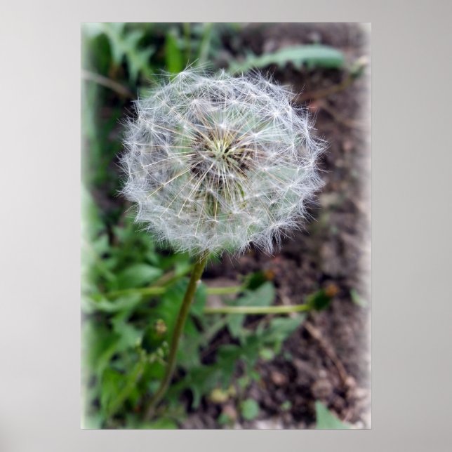 dandelion-blomma poster (Framsidan)
