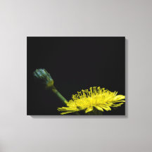 Dandelion-blomman