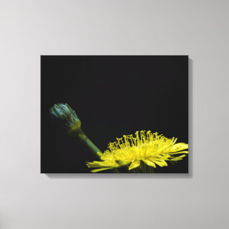 Dandelion-blomman Canvastryck