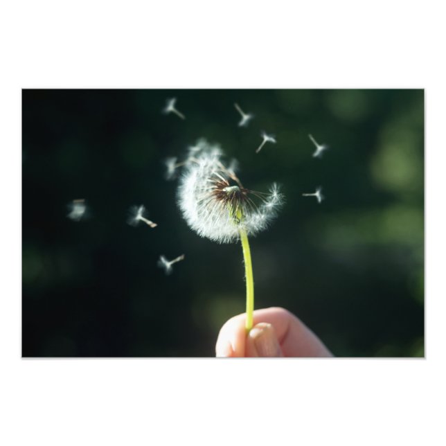 Dandelion-blomman Fototryck (Framsidan)