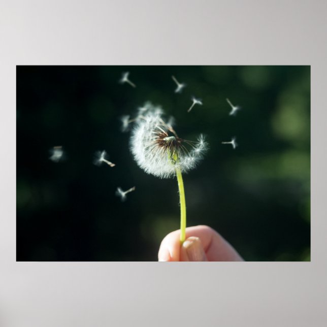 Dandelion-blomman Poster (Framsidan)