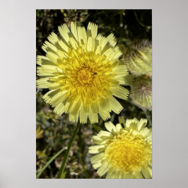 Dandelion-blomman Poster