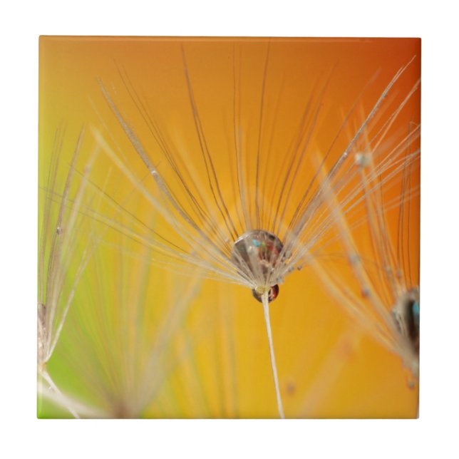 Dandelion Blommar Flowers Destiny Peace Kärlek Art Kakelplatta (Framsidan)