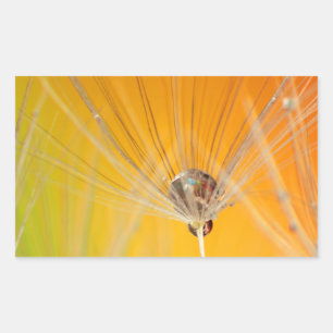 Dandelion Blommar Flowers Destiny Peace Kärlek Art Rektangulärt Klistermärke