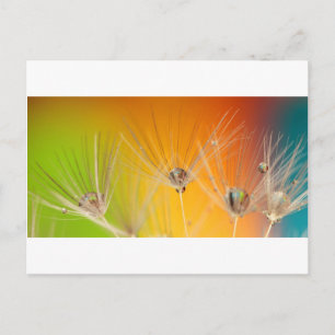 Dandelion Blommar Flowers Destiny Peace Kärlek Art Vykort