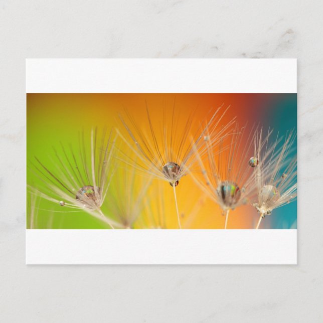 Dandelion Blommar Flowers Destiny Peace Kärlek Art Vykort (Framsida)