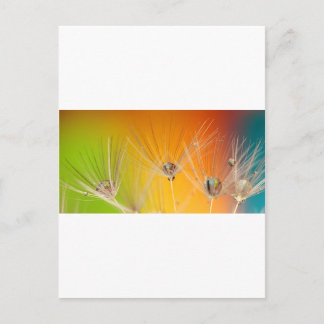 Dandelion Blommar Flowers Destiny Peace Kärlek Art Vykort (Framsida)