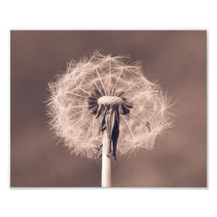 Dandelion Blowball Closeup Sepia Fototryck