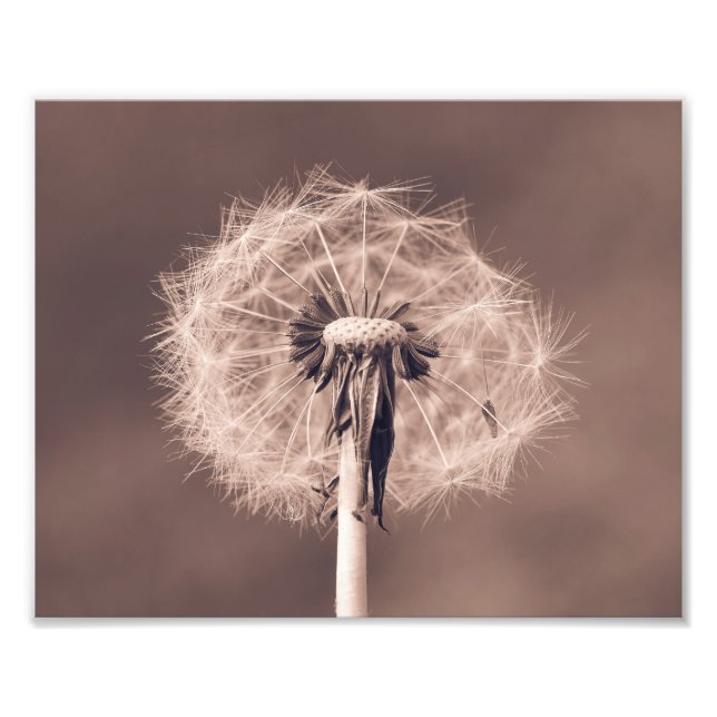 Dandelion Blowball Closeup Sepia Fototryck (Framsidan)