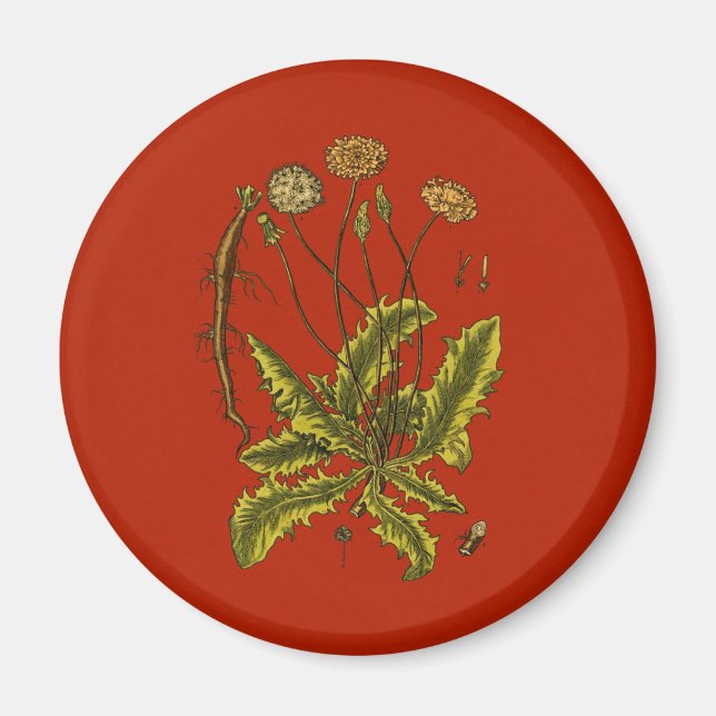 Dandelion Botanical Illustration Magnet (Framsidan)