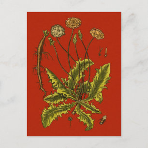 Dandelion Botanical Illustration Vykort