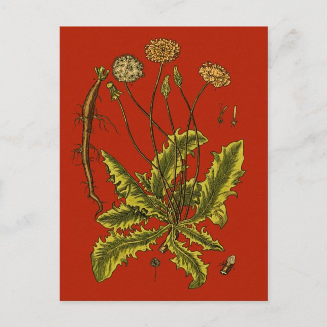 Dandelion Botanical Illustration Vykort (Framsida)