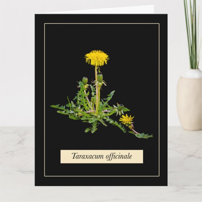 Dandelion botaniskt kort (Framsida)